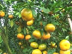 Kiểng trái rộn ràng vào vụ Tết